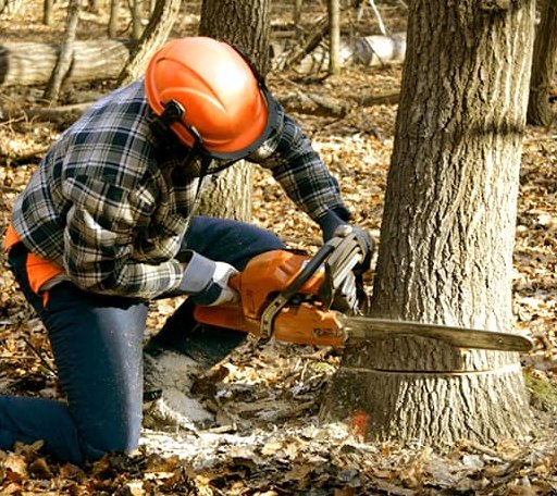 Tree Removal in Big Pool, MD